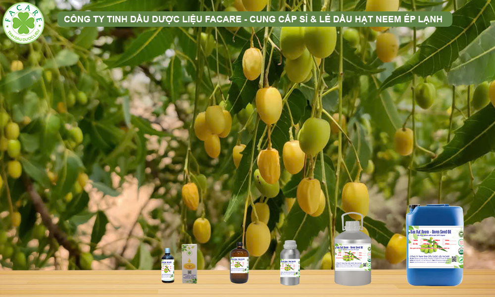 CUNG CẤP SỈ LẺ DẦU NEEM NGUYÊN CHẤT ÉP LẠNH