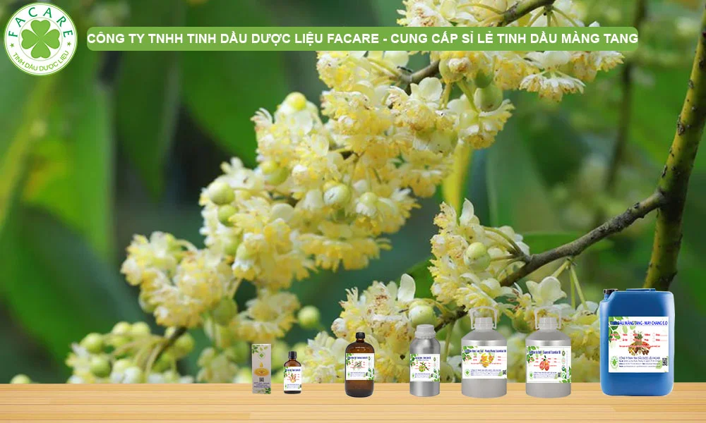 CUNG CẤP SỈ LẺ TINH DẦU MÀNG TANG NGUYÊN CHẤT