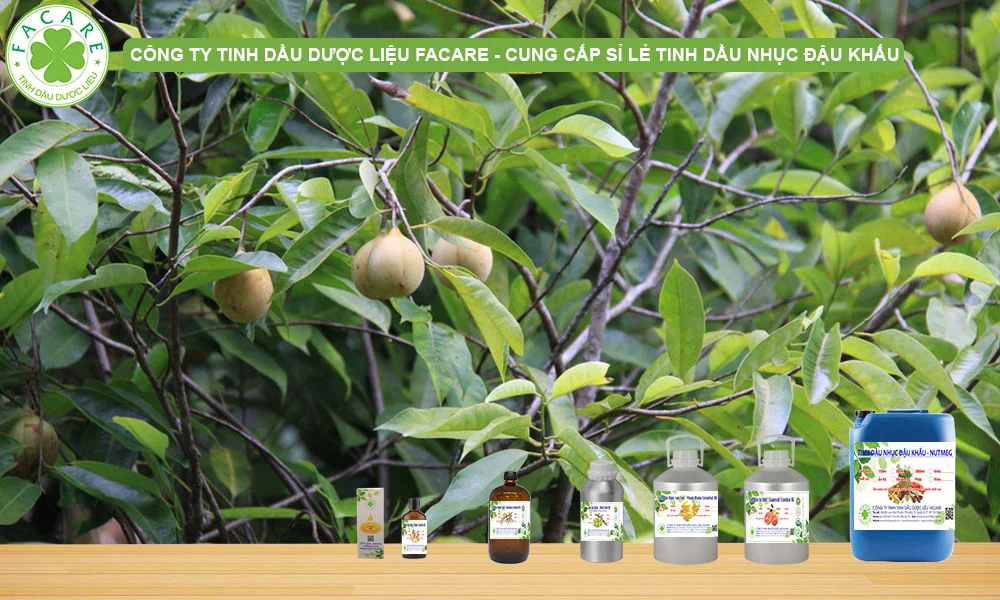 CUNG CẤP SỈ LẺ TINH DẦU NHỤC ĐẬU KHẤU NUTMEG