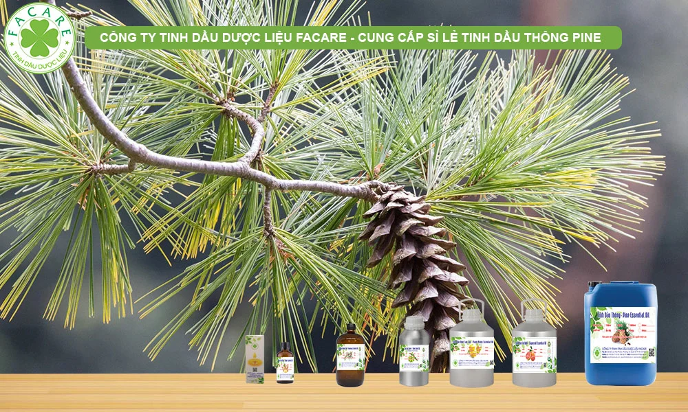 CUNG CẤP SỈ LẺ TINH DẦU THÔNG PINE