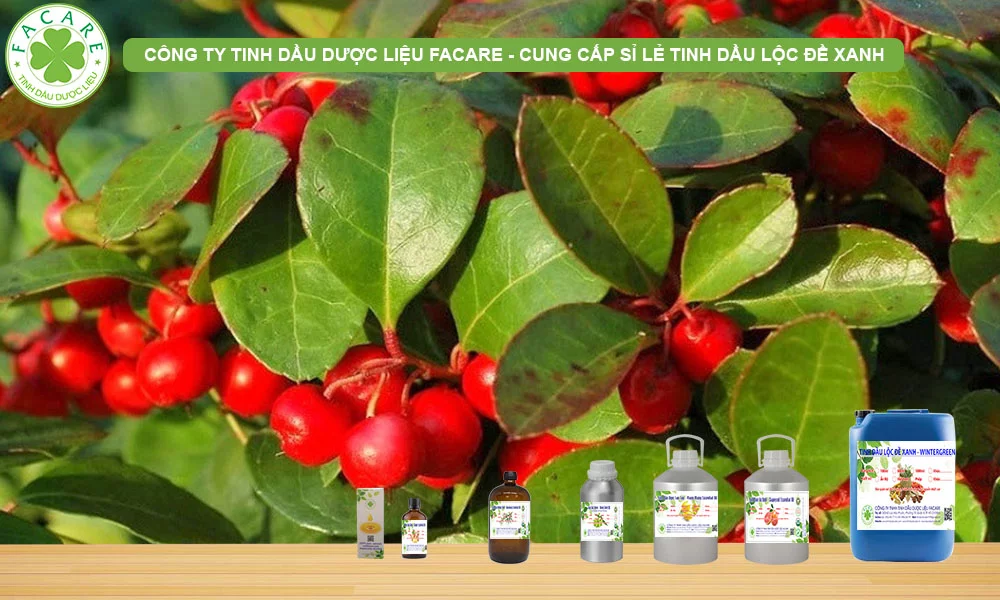 CUNG CẤP SỈ LẺ TINH DẦU WINTER GREEN