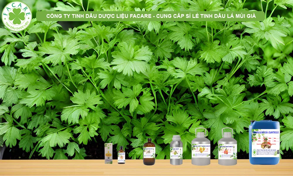 CUNG CẤP SỈ LẺ TINH DẦU mùi già
