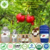 Tinh DẦU hạt lựu nguyên chất giá sỉ 5