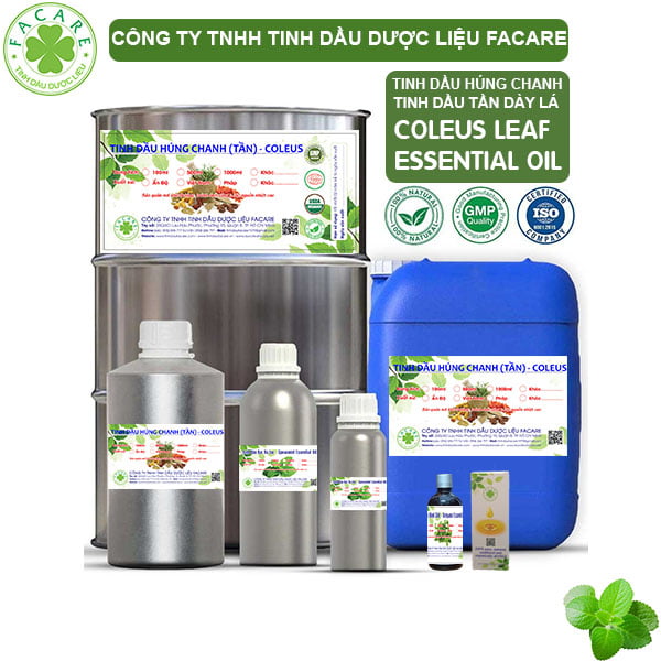 Tinh Dầu Húng Chanh - Coleus Leaf Giá Sỉ