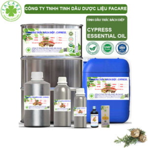 Tinh Dầu Trắc Bách Diệp - Cypress Giá Sỉ