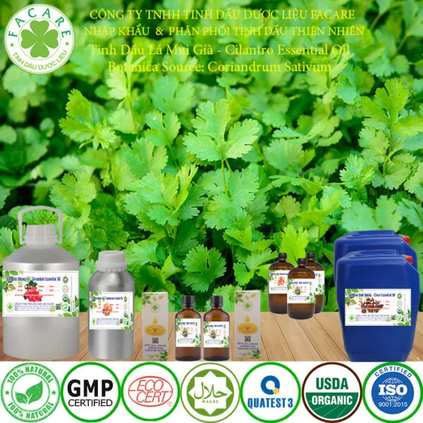 tinh dầu MÙI GIÀ nguyên chất giá sỉ 6