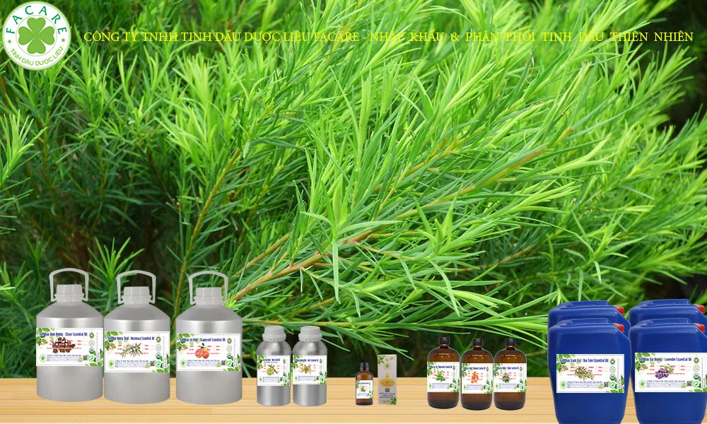 tinh dầu TRÀM TRÀ TEA TREE sỉ lẻ nguyên chất