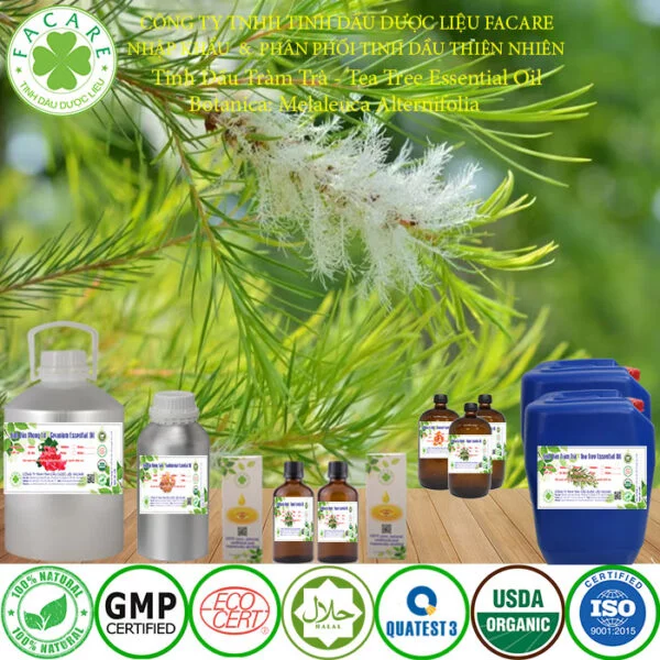 tinh dầu TRÀM TRÀ giá sỉ