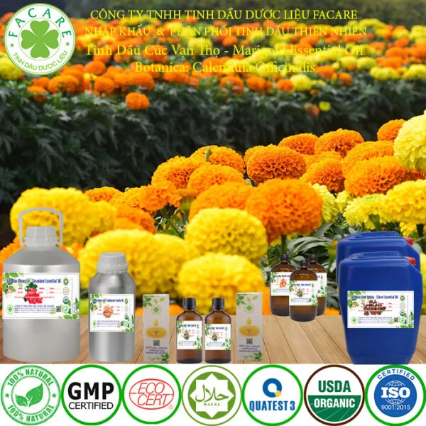 tinh dầu cúc vạn thọ nguyên chất giá sỉ 7