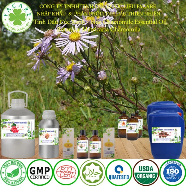 tinh dầu cúc xanh giá tốt giá sỉ