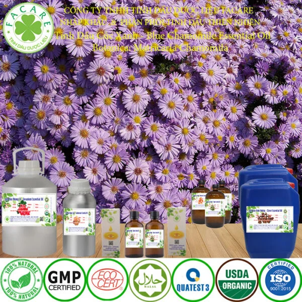 tinh dầu cúc xanh nguyên chất giá sỉ 6