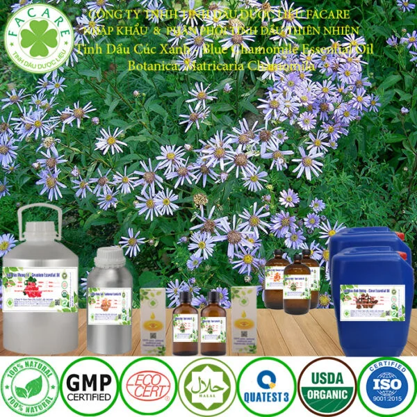 tinh dầu cúc xanh nguyên chất sỉ lẻ 1