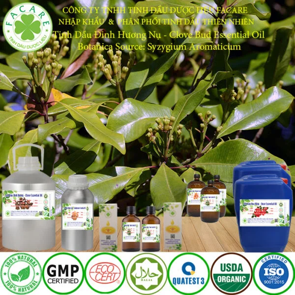 tinh dầu đinh hương nụ nguyên chất giá sỉ 2