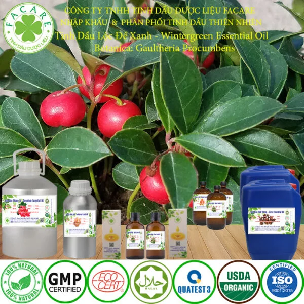 tinh dầu lộc đề xanh nguyên chất giá sỉ