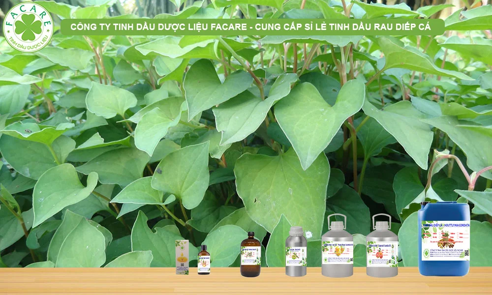 CUNG CẤP SỈ LẺ TINH DẦU diếp cá nguyên chất