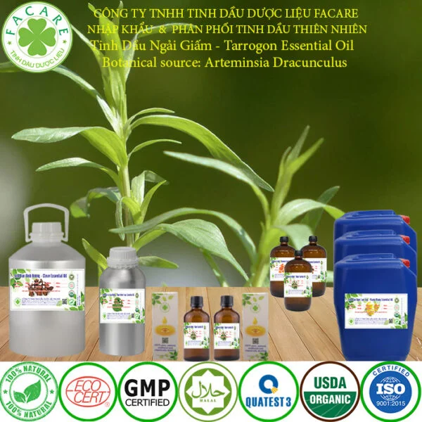 Tinh DẦU ngải giấm buôn giá sỉ 5