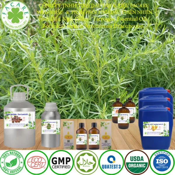 Tinh DẦU ngải giấm buôn giá sỉ 8