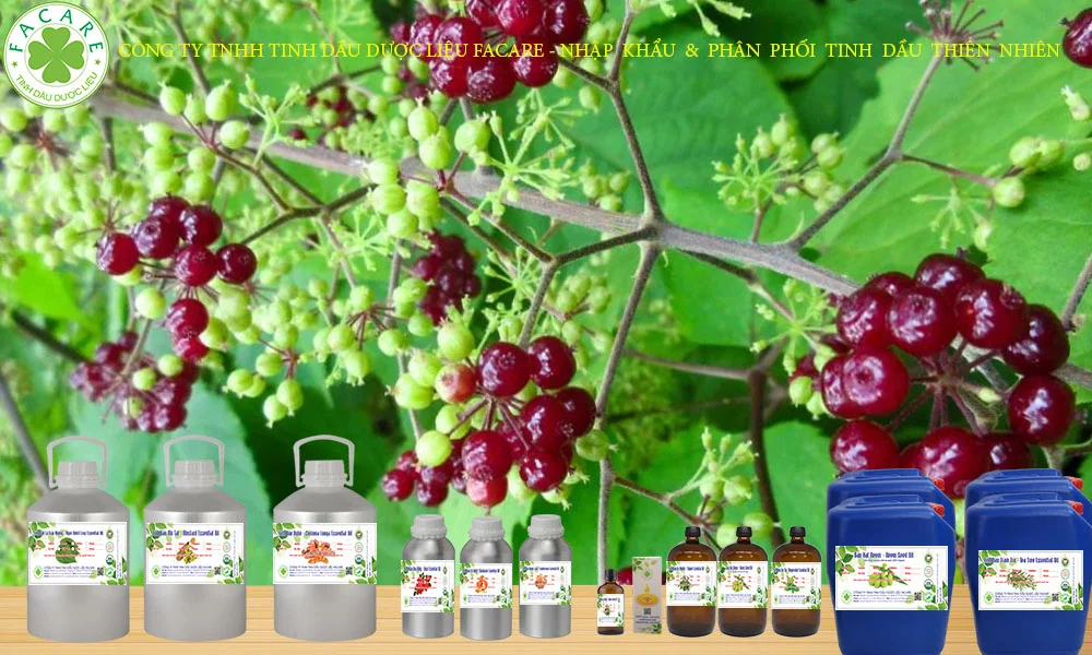 Tinh dầu CaM TÙNG HƯƠNG nguyên chất 15