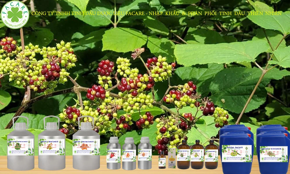 Tinh dầu CaM TÙNG HƯƠNG nguyên chất 19