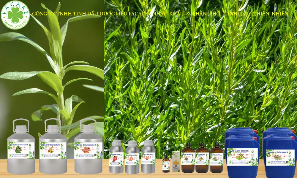 Tinh dầu ngải giấm nguyên chất 11