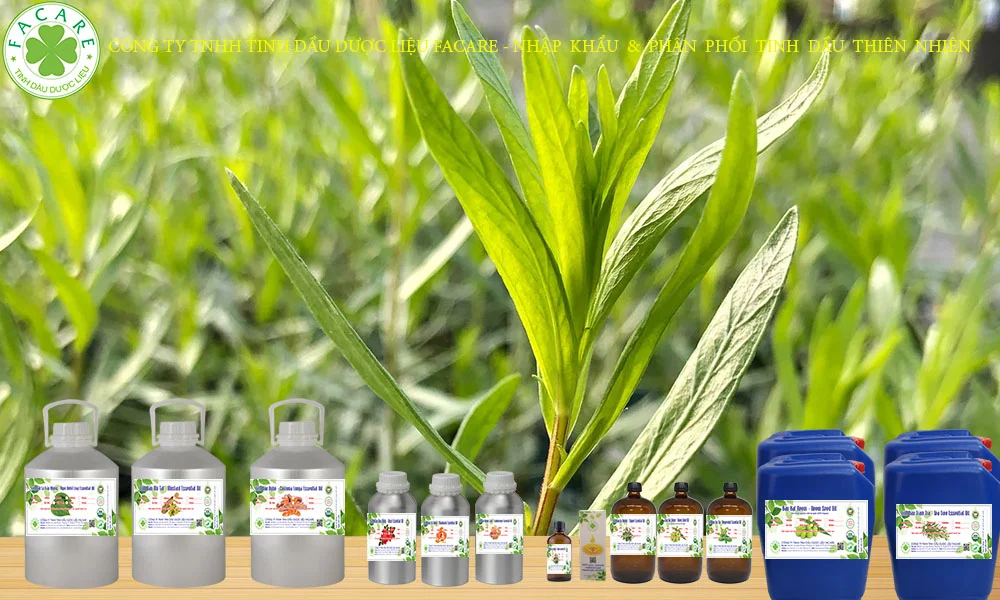 Tinh dầu ngải giấm nguyên chất 18