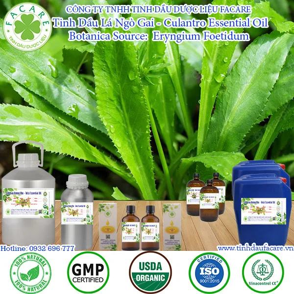 Tinh Dầu Ngò Gai (Culantro Essential Oil) có tác dụng khử mùi tanh, điều trị bệnh đái tháo đường, làm giảm đường huyết, kích thích vị giác, kháng viêm và chống khuẩn hiệu quả.