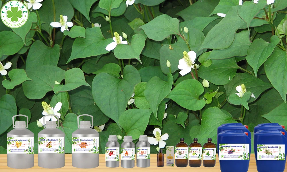 tinh dầu RAU DIẾP CÁ