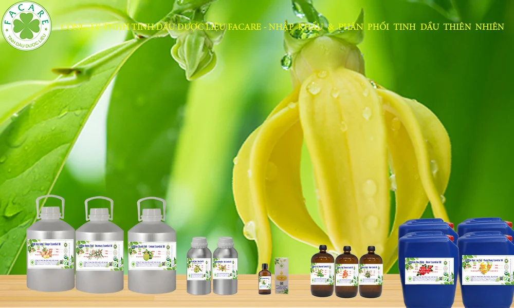 tinh dầu hoàng lan nguyên chất 99