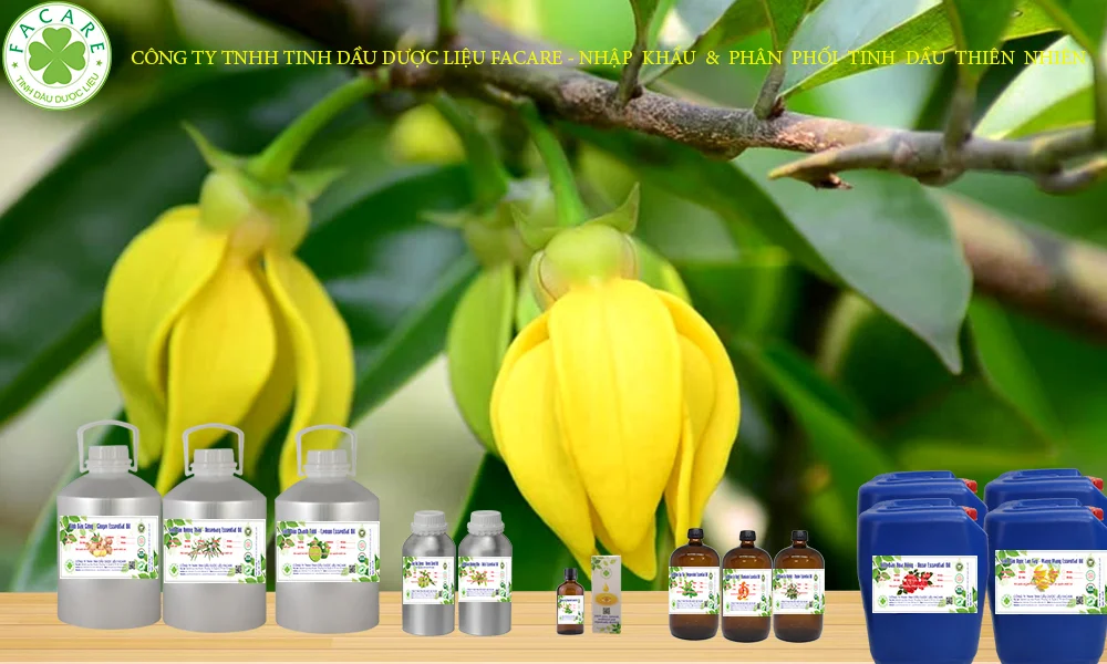 tinh dầu hoàng lan nguyên chất