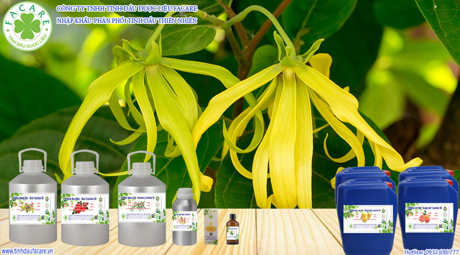 Tinh Dầu Ngọc Lan Tây được chưng cất từ hoa Ngọc Lan có tên tiếng anh là Ylang ylang Essential Oil, có mùi thơm và nhiều công dụng tốt cho sức khỏe.