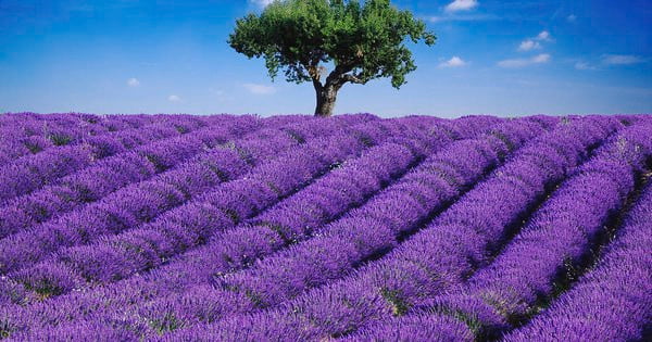 Những điều cần biết về Hoa Oải Hương và Tinh Dầu Lavender