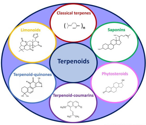 Terpenoid là gì?