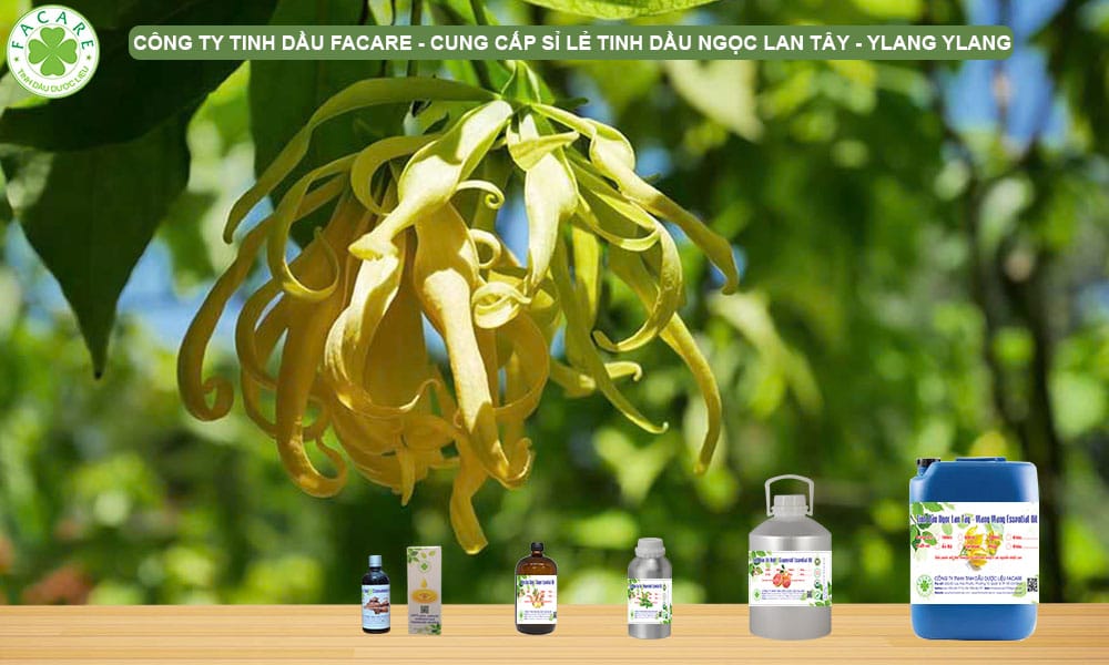 Công Dụng Của Tinh Dầu Ylang , Cách Sử Dụng, Khuyến Cáo 1