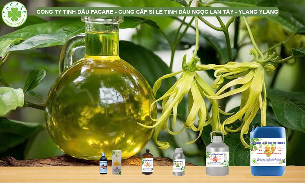 Công Dụng Của Tinh Dầu Ylang , Cách Sử Dụng, Khuyến Cáo