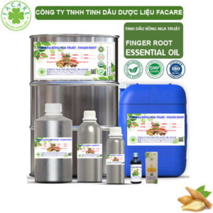 Tinh Dầu Bồng Nga Truật - Finger Root Giá Sỉ