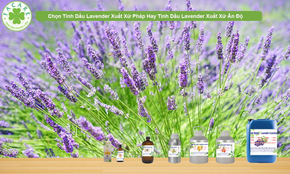 CUNG CẤP SỈ LẺ TINH DẦU LAVENDER INDIA