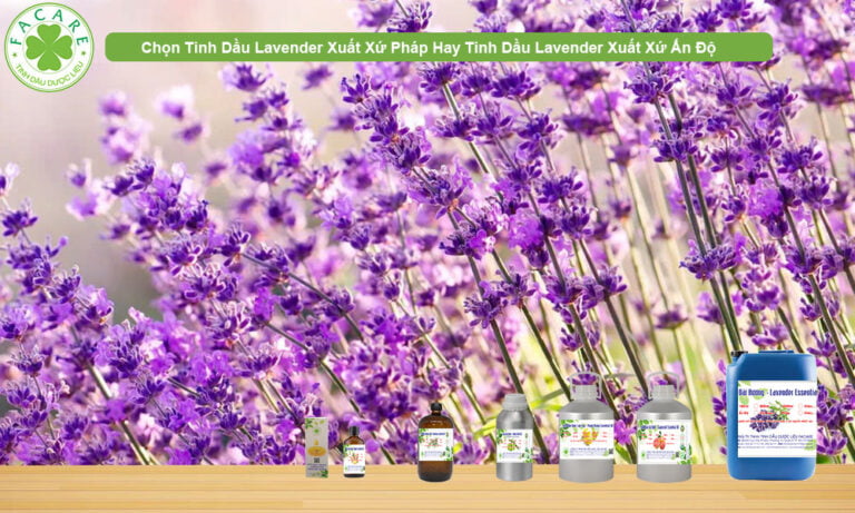 Chọn Tinh Dầu Lavender Xuất Xứ Pháp Hay Ấn Độ