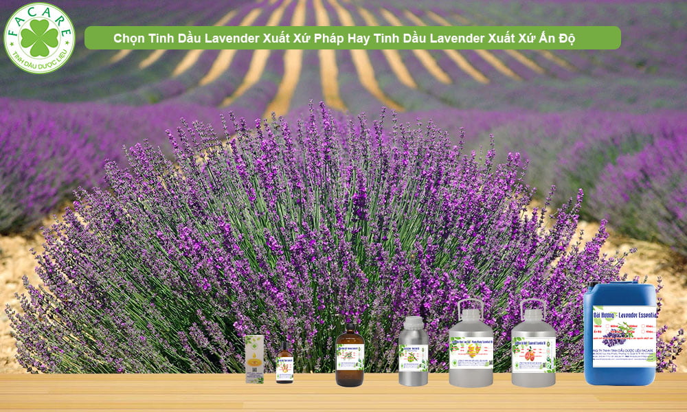 Nguồn Gốc Xuất Xứ Cây Lavender - Lavandin