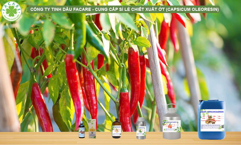 Capsicum Oleoresin (Chiết Xuất Ớt) Là Gì