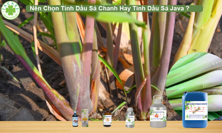 Nên Chọn Tinh Dầu Sả Chanh Hay Tinh Dầu Sả Java 2