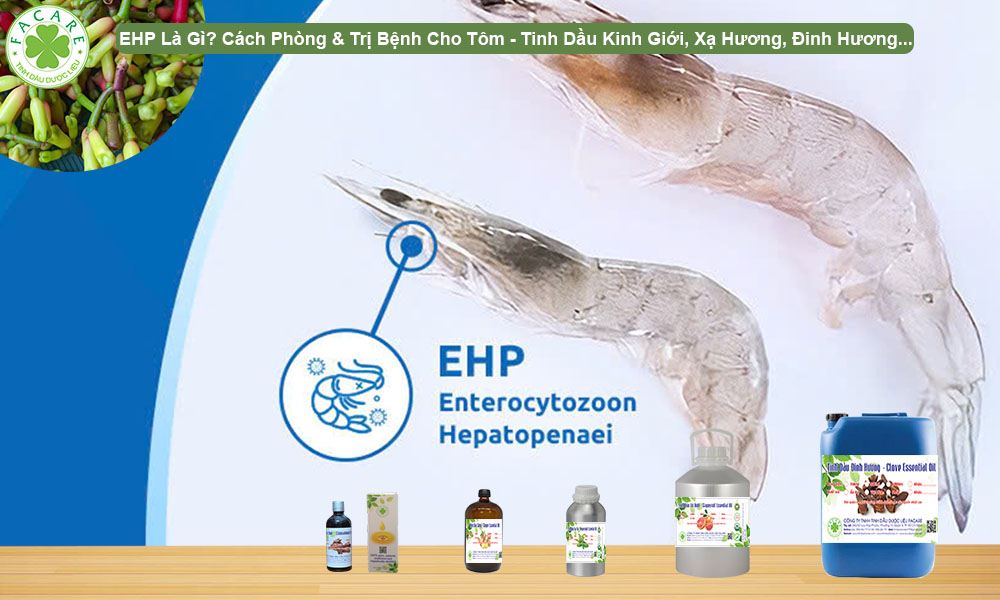 EHP Là Gì? Cách Phòng & Trị Bệnh Cho Tôm