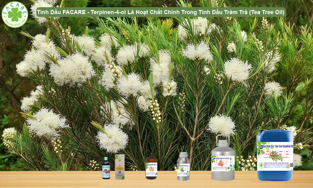 Terpinen-4-ol Là Hoạt Chất Chính Trong Tinh Dầu Tràm Trà (Tea Tree Oil)