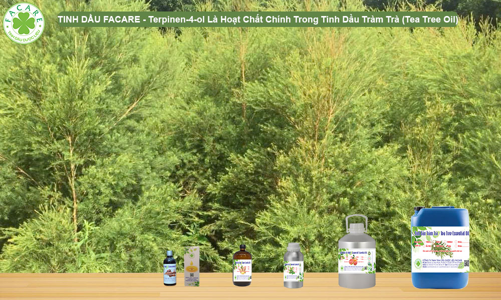 Terpinen-4-ol Là Hoạt Chất Chính Trong Tinh Dầu Tràm Trà (Tea Tree Oil)