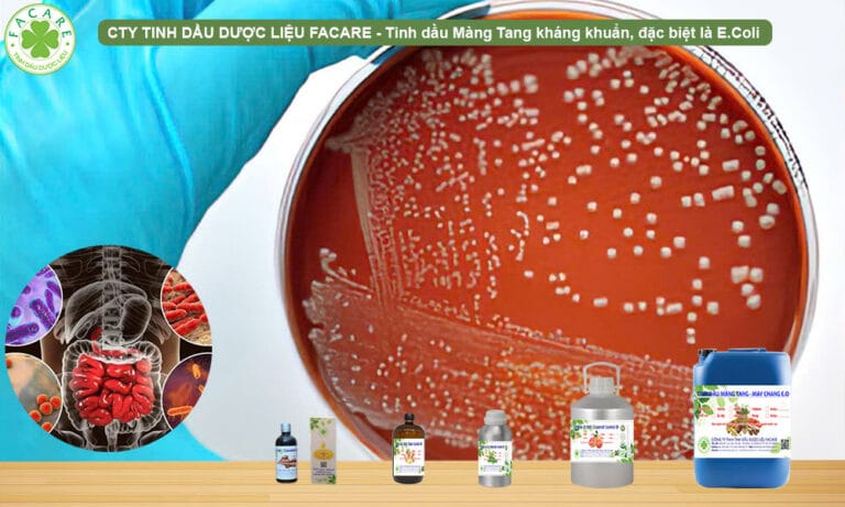 Tinh dầu Màng Tang kháng khuẩn, đặc biệt là E.Coli1